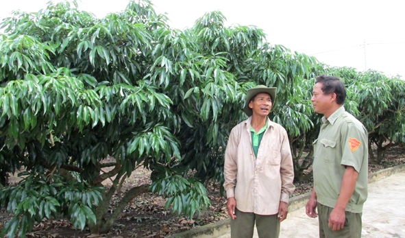 	Ông Nguyễn Duy Tiên (bên trái) chia sẻ cách trồng vải thiều với người dân trong xã.