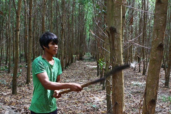 (Xem trang 2) Nhân công Công ty TNHH MTV Lâm nghiệp Krông Bông tỉa thưa cành khô  phòng chống cháy rừng trong mùa khô.                               Ảnh: Vạn Tiếp