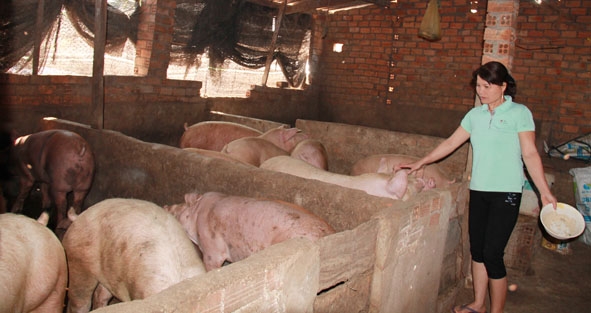 Chăn nuôi heo phục vụ cho thị trường dịp Tết ở xã Hòa Đông, huyện Krông Pak.