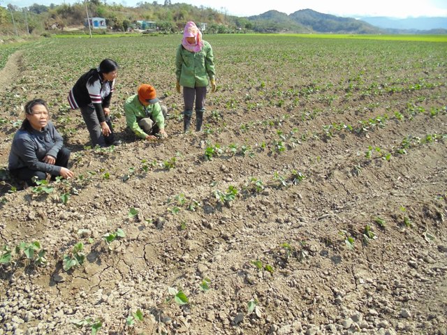 Nông dân Krông Ana đang kiểm tra vườn khoai lang