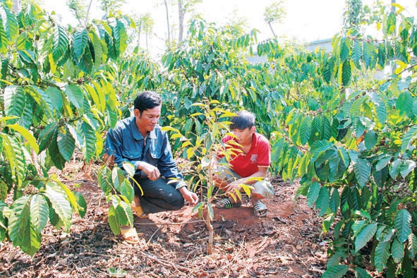 Ông Y Kim Êban (bìa trái) đi kiểm tra cây trồng ở các hộ được hỗ trợ giống cây ăn trái.  