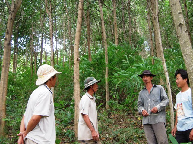 Rừng trồng của người dân huyện Krông Bông.