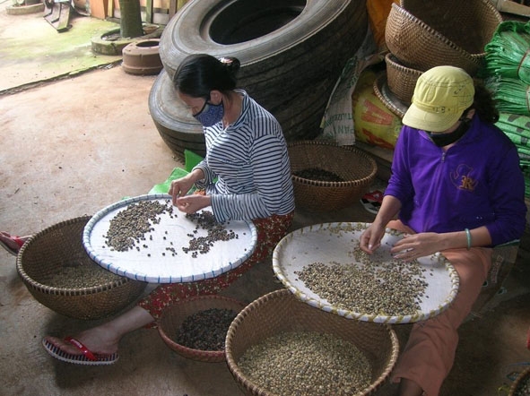 Sử dụng đậu nành để sản xuất cà phê bột tại một cơ sở chế biến ở xã Hòa Khánh, TP. Buôn Ma Thuột.
