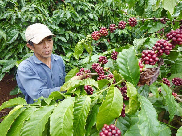 Nông dân huyện Krông Pak thu hoạch cà phê. Ảnh: Lê Ngọc