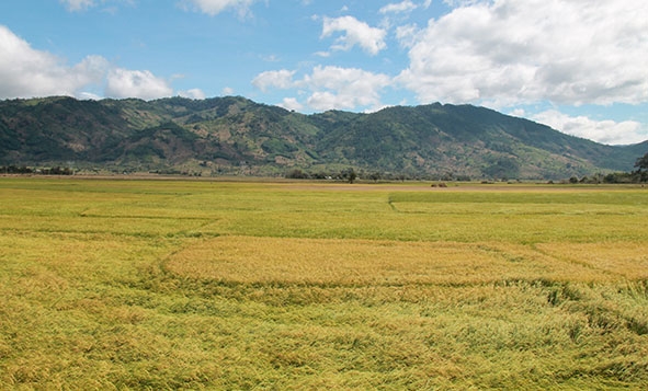 Tiềm năng hình thành cánh đồng mẫu ở huyện Lak.