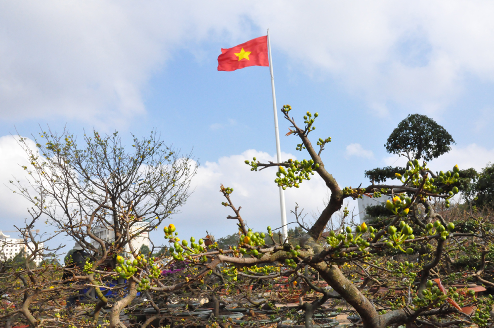 Và Mai xuân