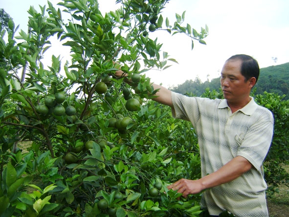 Vườn quýt đường của gia đình anh Hoàng Trí Dũng (thôn 3, xã Cư Elang)  đem lại nguồn thu nhập ổn định.