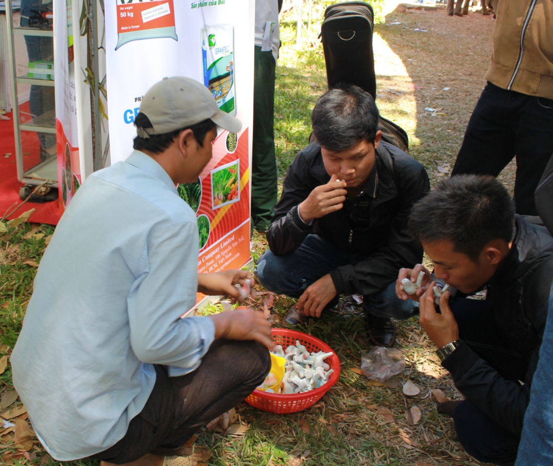 Hai thanh niên chọn mua chim sứ để tặng người thân