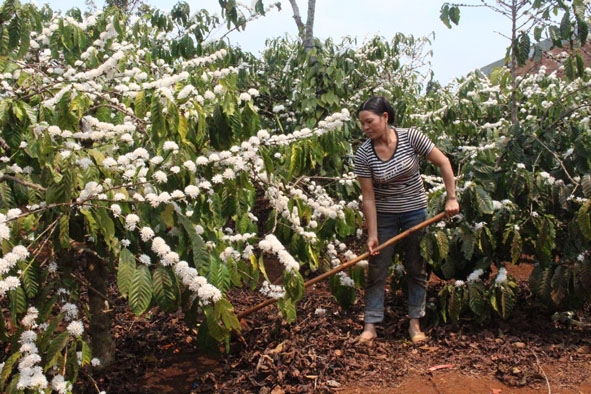 Chị Nguyễn Thị Hoa đang chăm sóc vườn cà phê của gia đình.