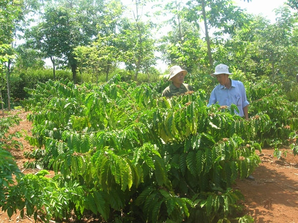  Mô hình  tái canh  cà phê  của  một hộ  nông dân tại xã Quảng Hiệp (huyện Cư M'gar).