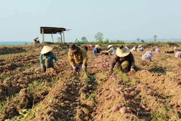 Nhân công đang  thu hoạch khoai lang.