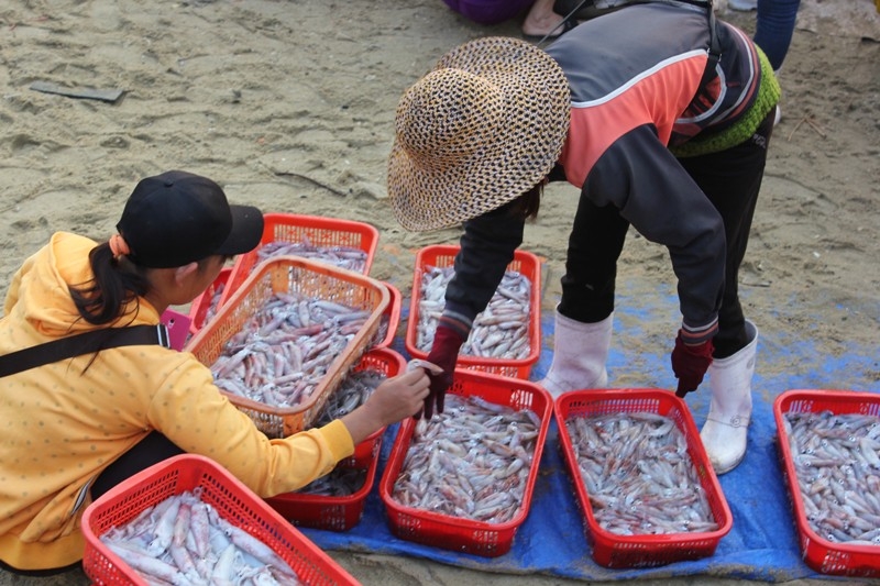 Những tiểu thương ít vốn chọn mua mực tươi