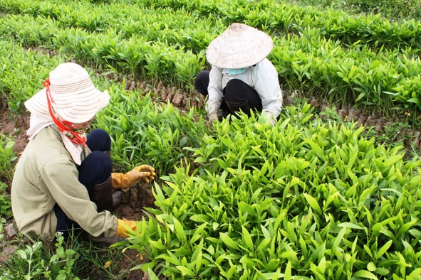 Vườn ươm giống cây lâm nghiệp của Công ty TNHH MTV Lâm nghiệp Phước An.