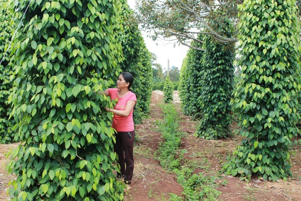 Phát triển hồ tiêu quy mô nông hộ ở xã Hòa Đông, huyện Krông Pak.