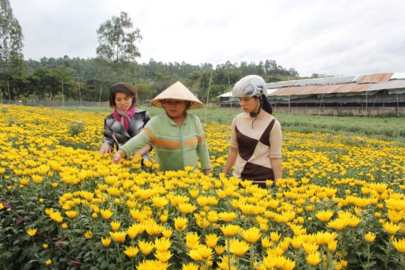 Cán bộ khuyến nông phường Ea Tam đang kiểm tra vườn hoa của gia đình bà Nguyễn Thị Liên, tổ 5, khối 6, phường Ea Tam, TP. Buôn Ma Thuột.