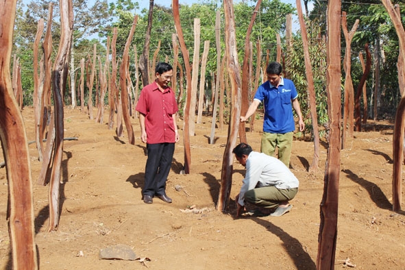 Cán bộ Hội Nông dân xã hướng dẫn anh Y Thêp Bkrông (ngoài cùng bên phải) về kỹ thuật trồng tiêu.
