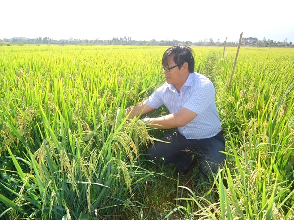 Xã Hòa Thành (huyện Krông Bông) đưa giống lúa mới VT NA2 vào sản xuất thử nghiệm để chuyển giao, nhân rộng cho nông dân. 