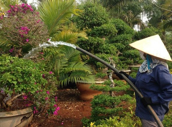 Công nhân đang chăm sóc cây cảnh trong vườn ươm của Công ty tại thị xã Buôn Hồ.