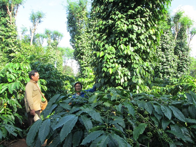 Một mô hình tiêu xen canh cà phê tại huyện Krông Năng