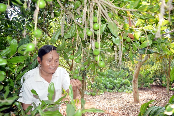 Một mô hình trồng mắc ca xen cà phê tại huyện Krông Năng.