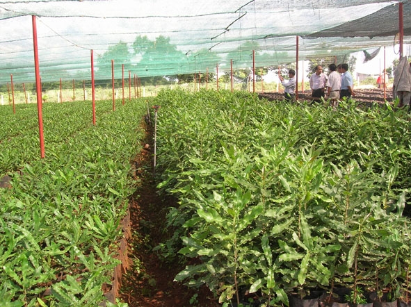 Một vườn cây giống mắc ca ở xã Dliê Ya, huyện Krông Năng.