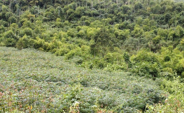 Nhiều diện tích rừng giao cộng đồng thôn, buôn ở huyện Krông Bông quản lý bị người dân lấn chiếm, xâm canh