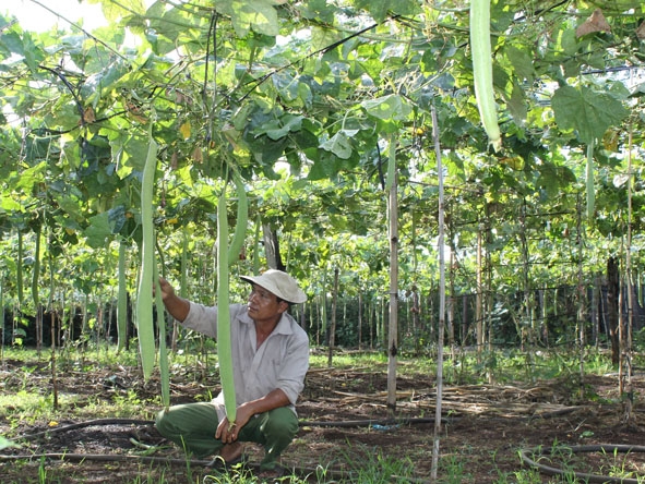 Một hộ dân trồng rau sạch tại buôn Kao, xã Ea Kao, TP. Buôn Ma Thuột.