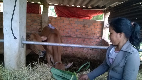Chị H’Juen Knul đang chăm sóc đàn bò của mình.