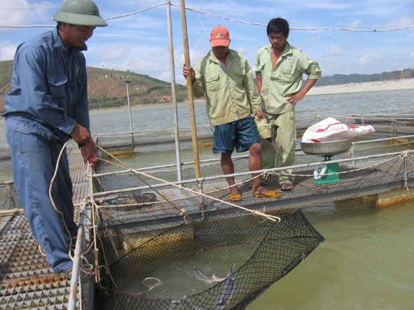 Mô hình nuôi cá tầm của Tập đoàn cá tầm Việt Nam trên hồ thủy điện Buôn Tua Srah, huyện Lak.