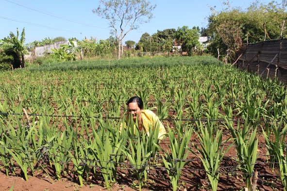 Vườn hoa của gia đình chị Nguyễn Thị Nhớ.