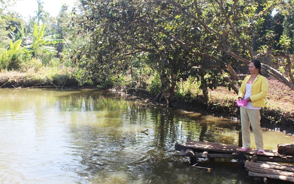 Ao nuôi cá của gia đình chị Nguyễn Thị Nhớ.