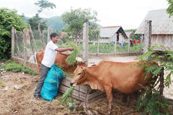 Nhờ chăn nuôi bò, gia đình ông Y Bắp Nơm đã thoát khỏi hộ nghèo.