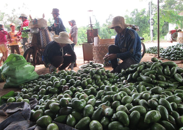 Thu mua bơ tại một đại lý trái cây ở huyện Cư M’gar.