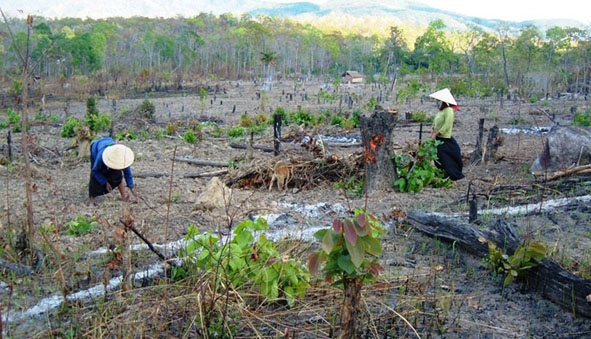 Rừng giao cho cộng đồng thôn, buôn quản lý, bảo vệ ở xã Ea Sol bị chặt phá, lấn chiếm trái phép.