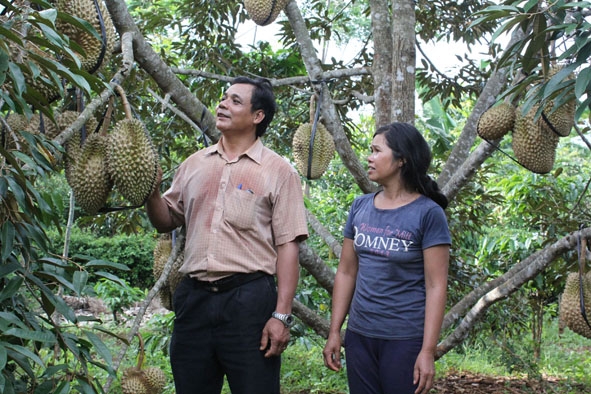Ông Y Mai Êban giới thiệu vườn cây xen canh.  Ảnh: T.H 