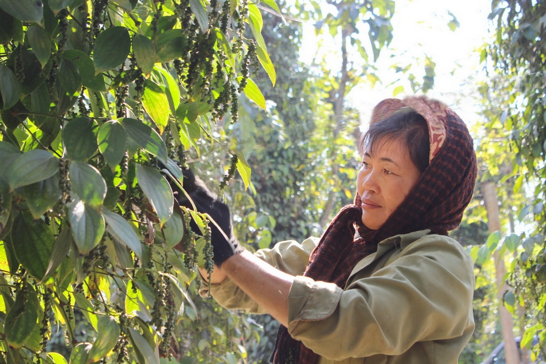 Người dân thôn 23, xã Ea Ning (huyện Cư Kuin) đang thu hoạch tiêu. Ảnh: H.G