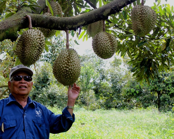 Lão nông Nguyễn Văn Giám và vườn sầu riêng chuẩn bị thu hoạch.