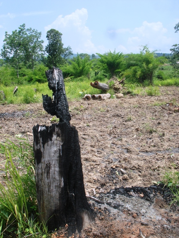 Rừng bị phá để làm nương rẫy tại một dự án ở huyện Ea Súp
