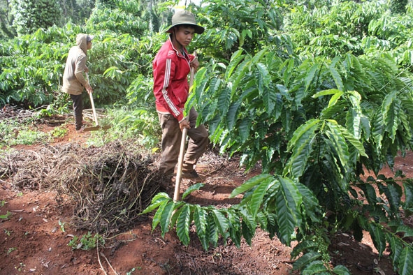 Nông dân xã Hòa Đông, huyện Krông Pắc chăm sóc cà phê. 