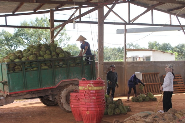  Một cơ sở thu mua sầu riêng tại phường Tân Lập, TP. Buôn Ma Thuột.