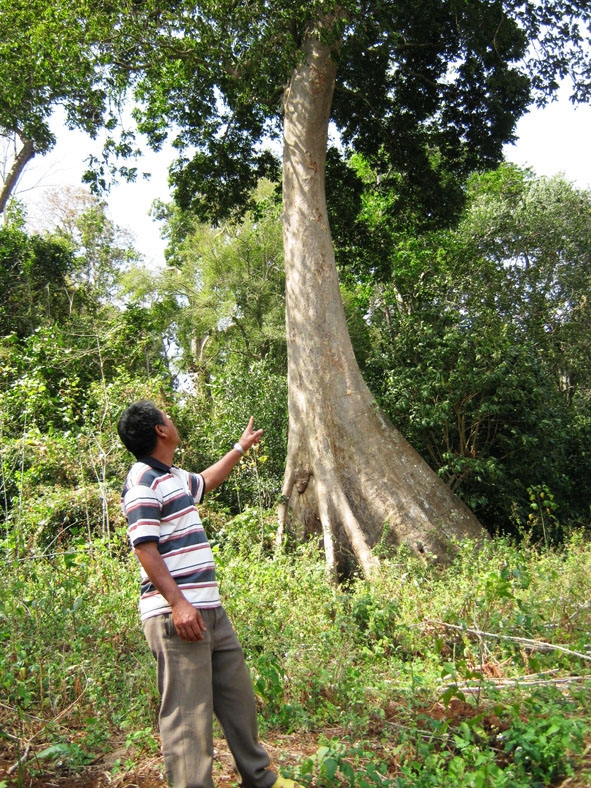 Rừng nguyên sinh ở đồi Cư H’lăm (Cư M’gar).