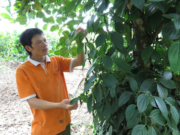Anh Hoàng Văn Cải chăm sóc vườn cây.