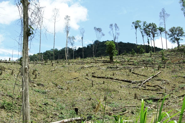 Rừng bị phá để lấy đất sản xuất ở xã Cư San (huyện M’Đrắk).