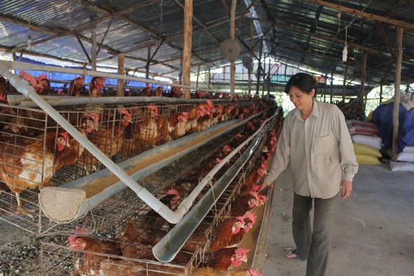 Trang trại gà của bà Phạm Thị Thi ở thôn 2, xã Ea Kao, TP. Buôn Ma Thuột.