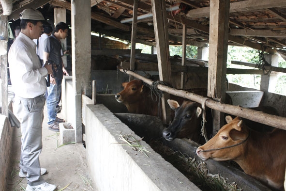 Vốn  tín dụng nông nghiệp giúp nhiều  hộ dân  phát triển kinh tế.  Trong ảnh: Mô hình nuôi bò  vỗ béo  của anh Phạm Xuân Thực  ở thôn  Chư Cúc,  xã Ea K’mút, huyện  Ea Kar).