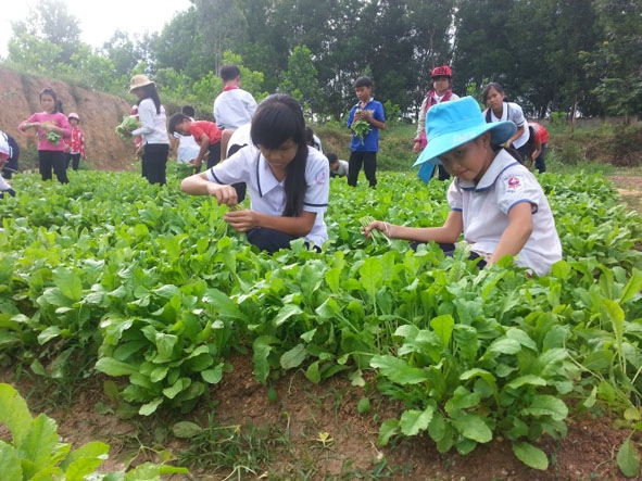 Niềm vui của các em khi thu hoạch rau sạch từ sức lao động của mình.