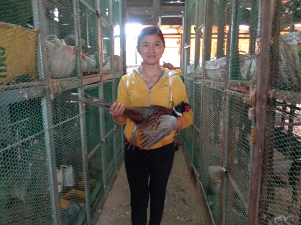Nguyễn Thị Huyền trong cơ sở nuôi chim trĩ của mình ở thị trấn Quảng Phú  (huyện Cư M'gar)