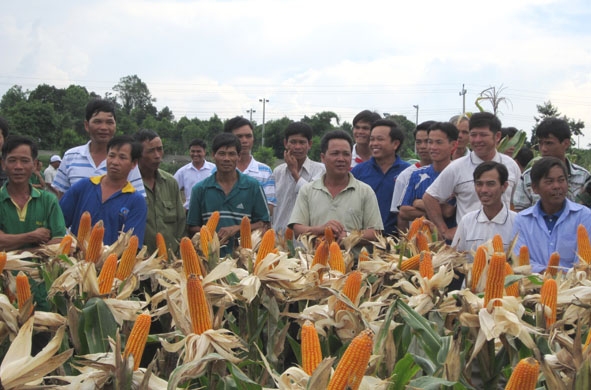 Học tập  kinh nghiệm từ mô hình trồng ngô lai ở Buôn Đôn.