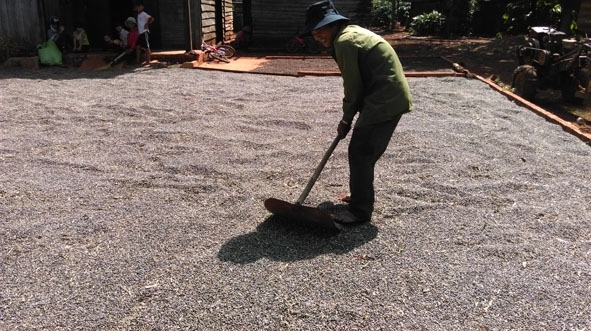 Anh A Pía đang phơi hạt bo bo vừa thu hoạch.