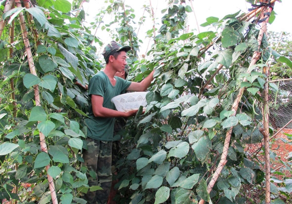 Các chiến sĩ Đại đội Trinh sát đẩy mạnh tăng gia sản xuất.